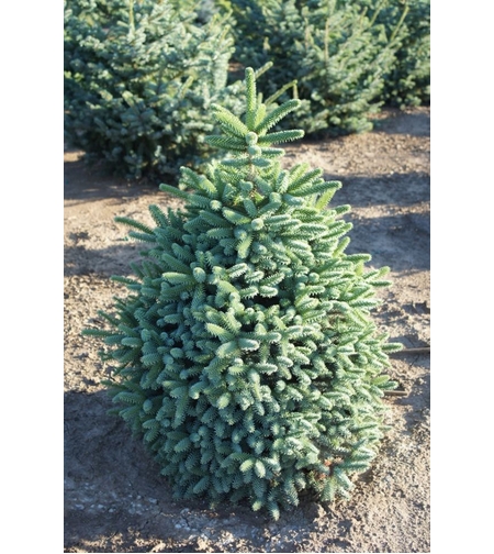 Испанска ела ‘Glauca’ Abies pinsapo ‘Glauca’