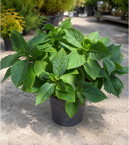 Хортензия | 'Hydrangea hortensis'