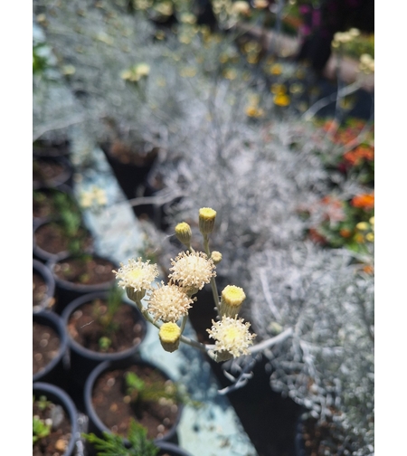 Сребриста цинерария 'Senecio cineraria'