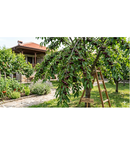 Череша Ван (Prunus avium Van)