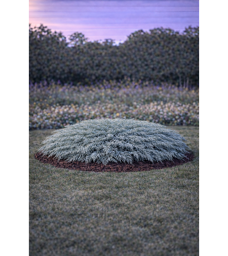 Хвойна хоризонтална ‘Wiltonii’ Juniperus horizontalis ‘Wiltonii’
