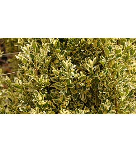 Лигуструм пъстролистен, шарен	Ligustrum ovalifolim aureoverigata