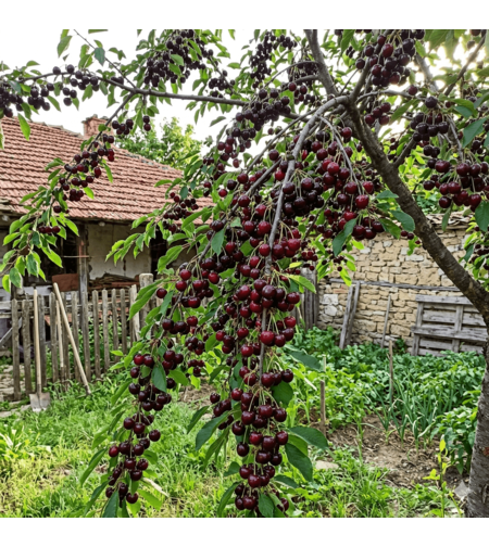 Череша Бигаро Бюрла (Bigarreau Burlat) Cherry