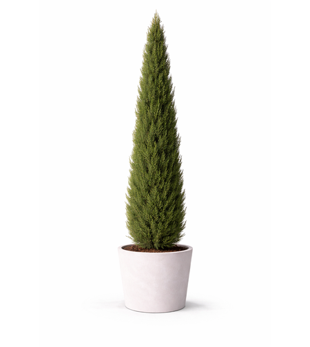 Италиански кипарис Cupressus sempervirens