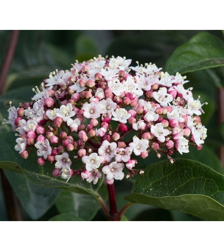 Калина ‘Tinus’ Viburnum tinus