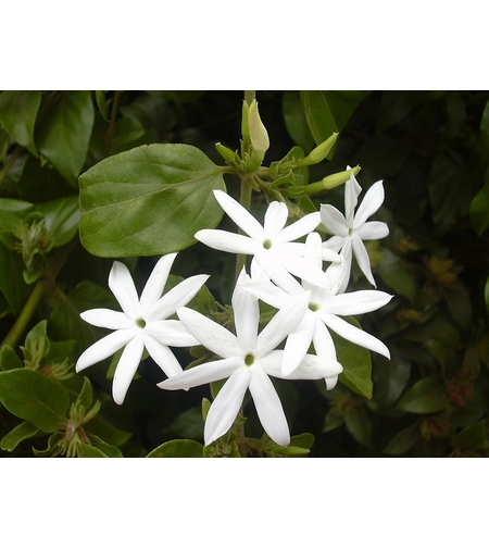 Момин жасмин (трицветен) Trachelospermum jasminoides