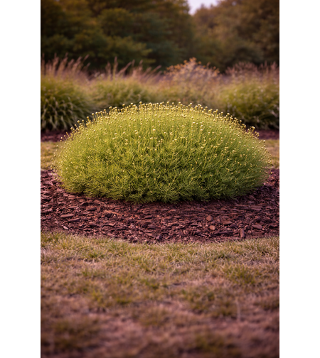 Сантолина Santolina viridis