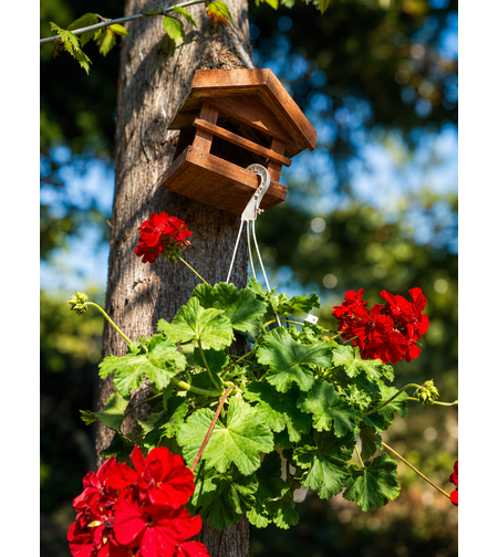 Мушкато  'Pelargonium spp.'