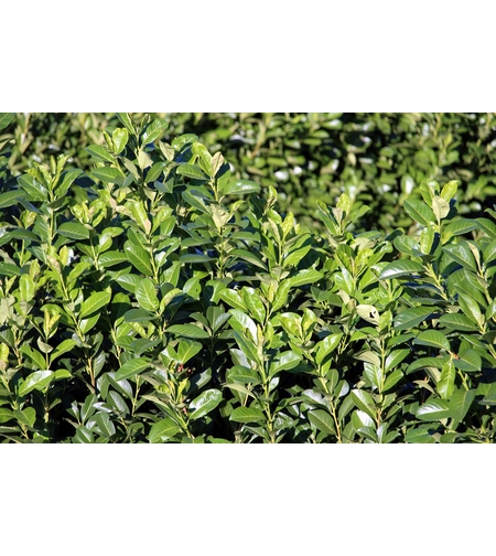 Лавровишня  Prunus laurocerassus