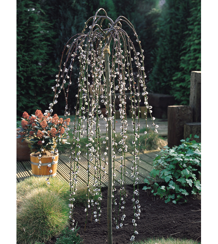 Плачеща върба Килмарнок	Salix caprea 