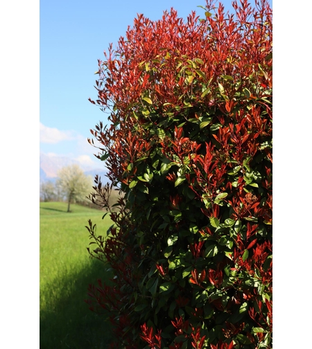 Фотиния	'Photinia fraseri Red Robin'