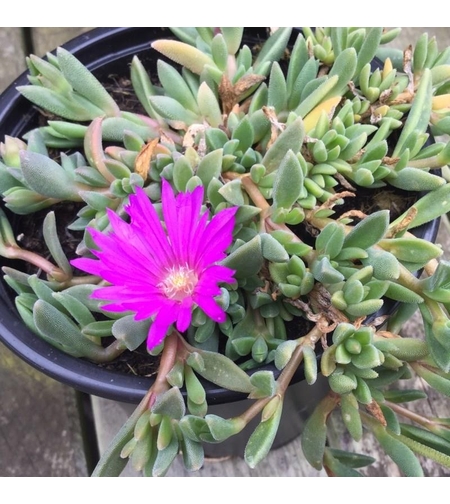 Делосперма Delosperma spp.