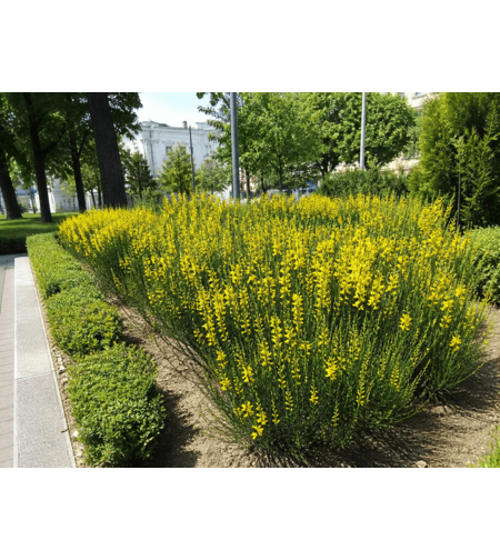 Гениста / Genista spp.