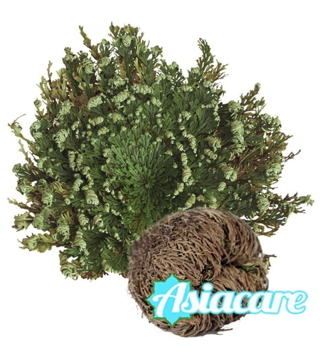 Eрихонска Роза, Пустинна роза (Selaginella lepidophylla), възкръсващо растение