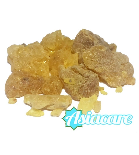 Copal Manila, манилски копал, филипински копал (Agathis Dammara, Agathis philippinensis)