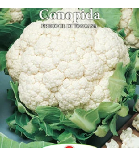 PRIMA SEMENT CONOPIDA PRECOCE DI TOSCANA 1GR