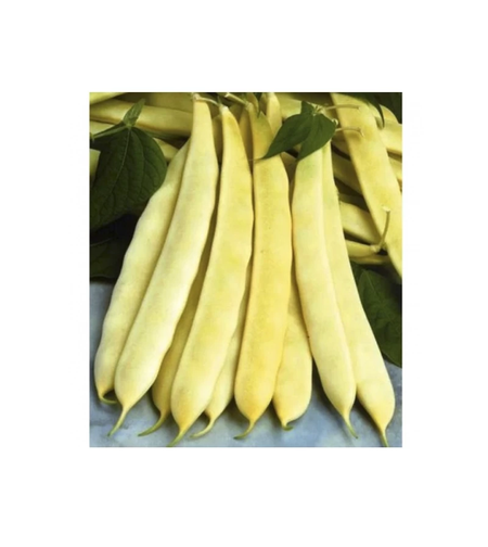 FASOLE URCATOARE TESCANA 50GR