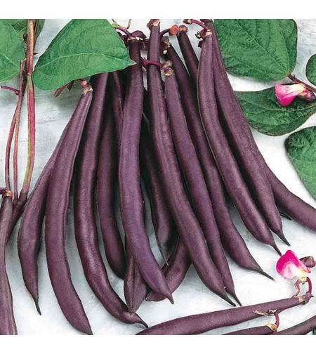 FASOLE URCATOARE 70 GR VIOLETTO