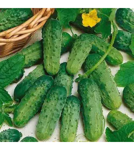 CASTRAVETI CORNICHON 3 G