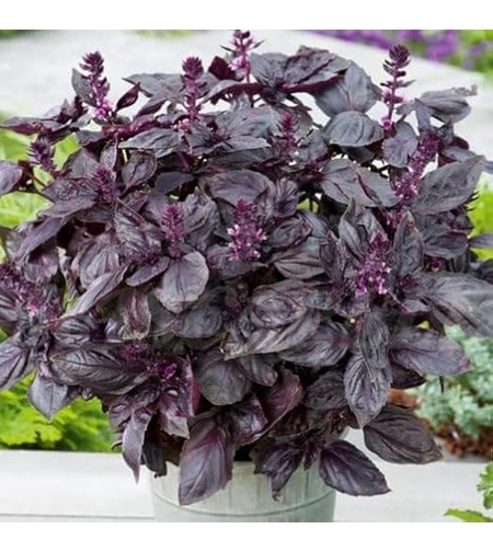 BUSUIOC  ROSSO 3GR