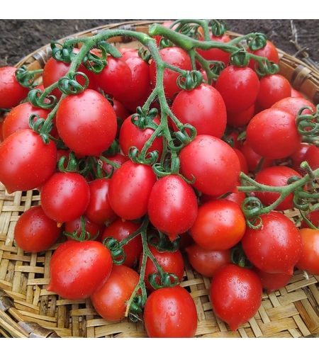TOMATE PRINCIPE BORGHESE 0.7GR