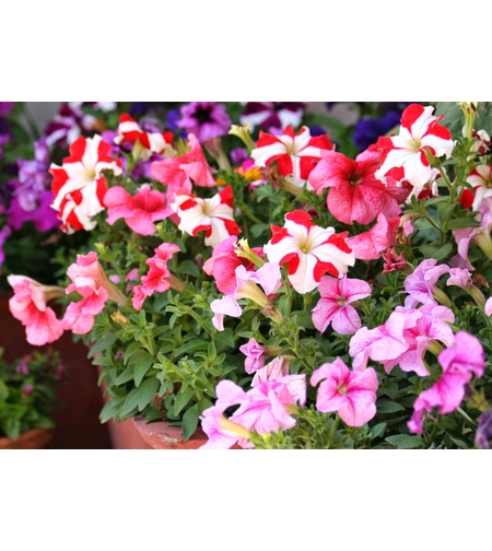 PETUNIA PRIMA SEMENTI