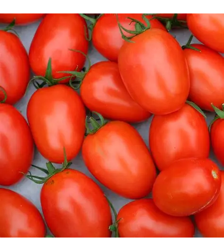 PRIMA SEMENTI TOMATE ROMA GR0.7