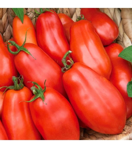 TOMATE SUPERMARZANO F1 0.2 GR