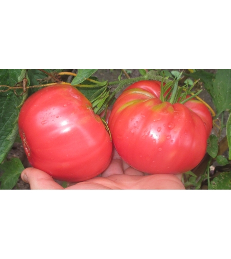 TOMATE BELMONTE F1 0.3GR