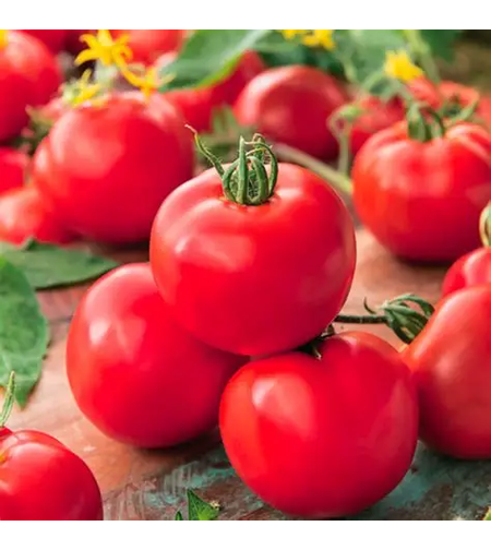 TOMATE ST. PIERRE