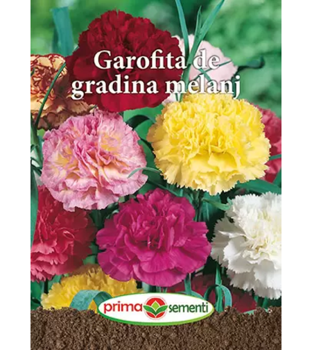 GAROFITA DE GRADINA MELANJ