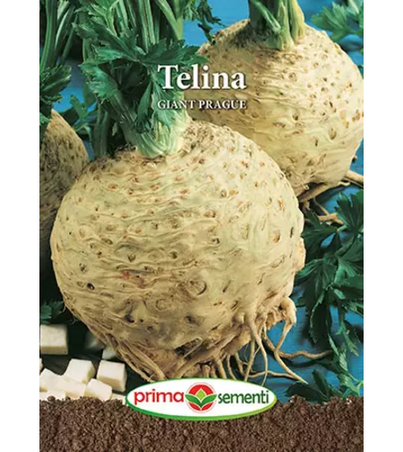 TELINA GIANT PRAGUE 2GR