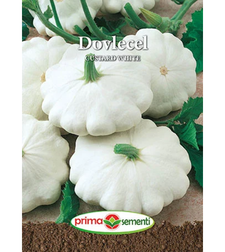 PRIMA SEMENTI DOVLECEL CUSTARD WHITE