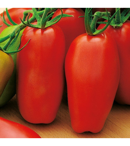 TOMATE SCATOLONE 3 0.3GR