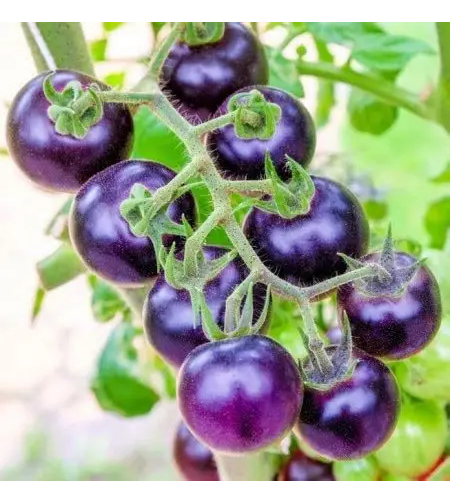 TOMATE BLUE CHERRY F1