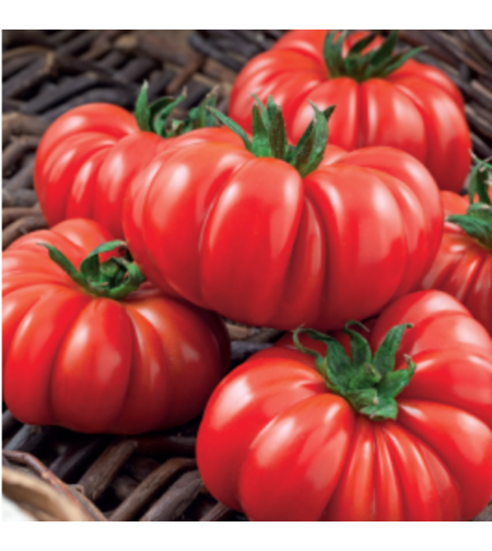 TOMATE COSTOLUTO FIORENTINO