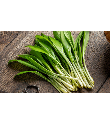 PRIMA SEMENT LEURDA ALIUM URSINUM 010GR