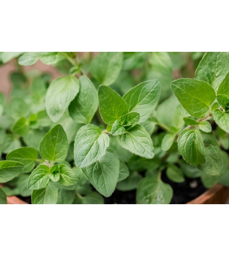 OREGANO 0.25GR