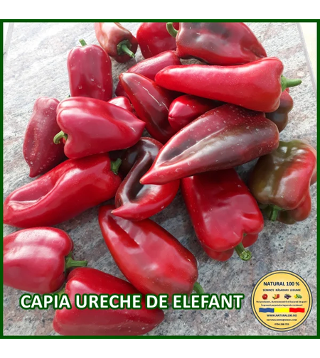 PRIMA SEMENT ARDEI KAPIA URECHE DE ELEFA 0.4GR