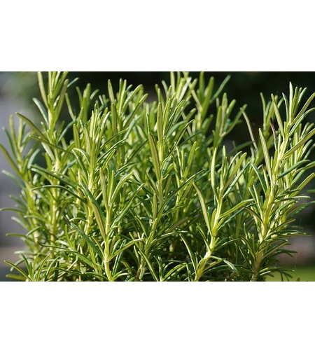 PRIMA SEMENTIS ROZMARIN (ROSMARINUS ) 0.05GR
