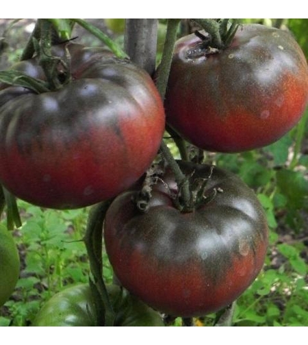 TOMATE BLACK CRIMEA F1 0.3GR