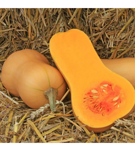 DOVLEAC PLACINTAR BUTTERNUT 2.5GR