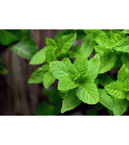 MENTA 0.06GR