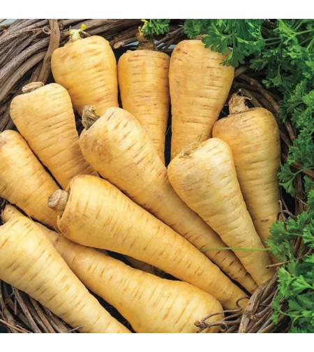 PASTARNAC GUERNESAY 30GR