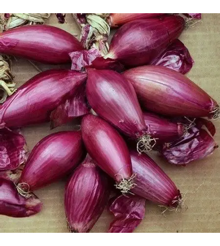 CEAPA ROSIE LUNGA DI FIRENZE 1.5GR