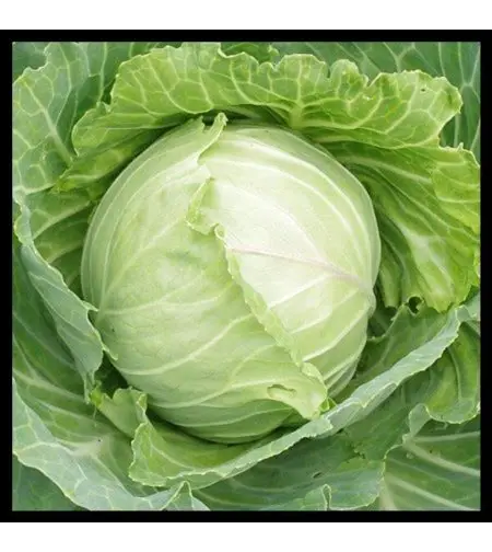 VARZA VARA COPENHAGEN MARKET 5 GR