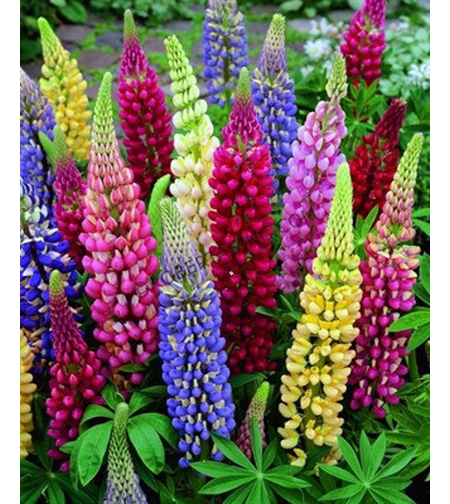 LUPIN PEREN