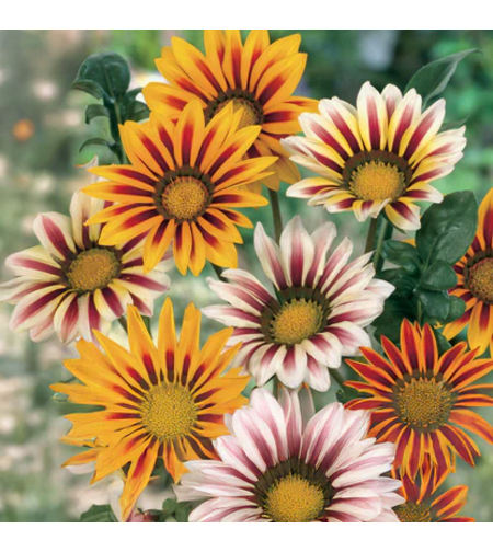 COD 126 GAZANIA MIX 0.08GR
