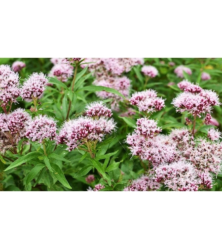 VALERIANA 1GR