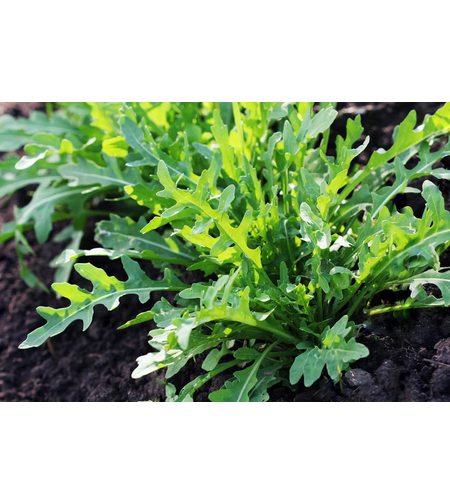 PRIMA SEMENTI RUCOLA 7GR